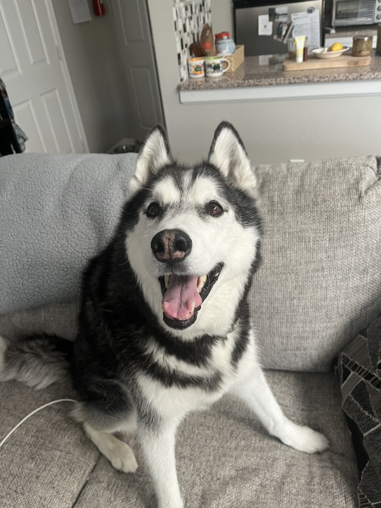 Happy black and white husky sitting on a couch