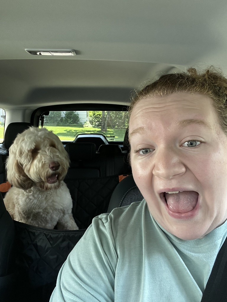 Dog safely secured during transportation