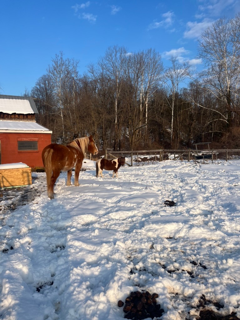 Goat enjoying outdoor adventure walk