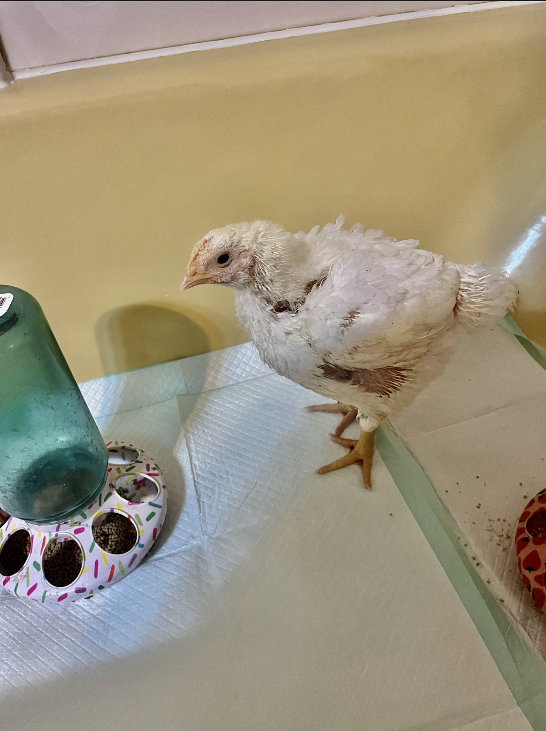 Pet receiving a check-in visit